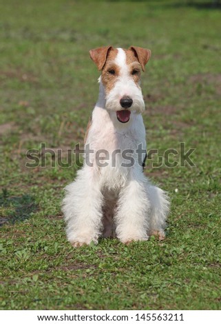 Show-dog of breed Fox-terrier on a natural background