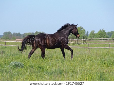 Dark-bay horse running on pasture in summer