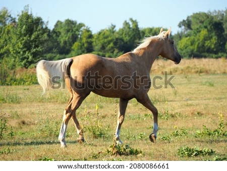 The warmblood palomino mare trots on a meadow	
 Photo stock © 