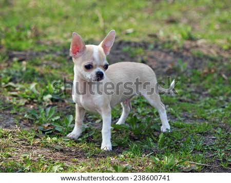Puppy of breed Chihuahua on a natural vegetable background