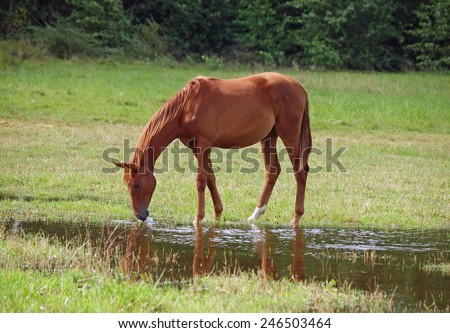 A young sorrel horse drinks water on to the meadow