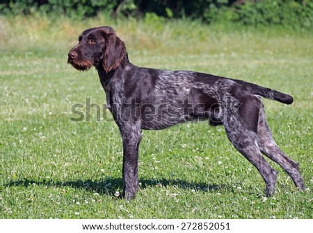 Drahthaar dog standing on a natural vegetable background