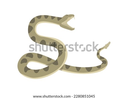 Diamondback rattlesnake preparing to attack flat style, vector illustration isolated on white background. Opened mouth with sharp teeth, pose, decorative design element