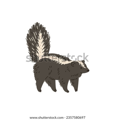 Skunk with a large fluffy tail and a light stripe along the body. North America animals cartoon vector illustration. Wild rare mammal stands on four paws isolated on white background.