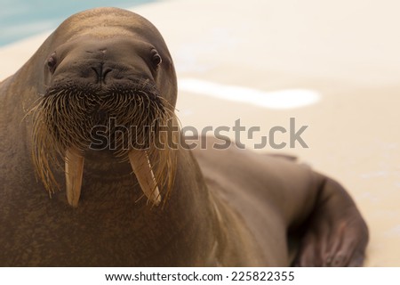 Walrus, close-up