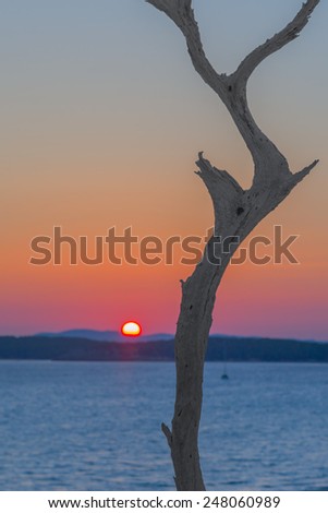 Dry tree on a background of the sea, islands and the setting sun.