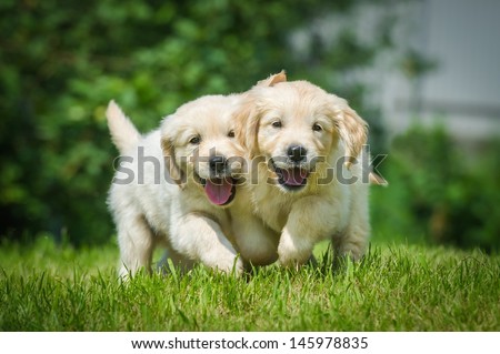 Two running puppy of golden retriever