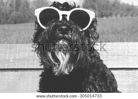 Dog in sunglasses black and white