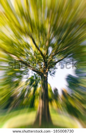 big green tree,abstract tree background