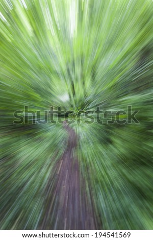 road in the green forest ,abstract nature forest