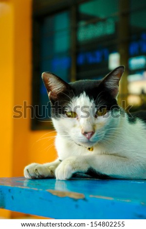 single old close up face black and white cat on blue table ground