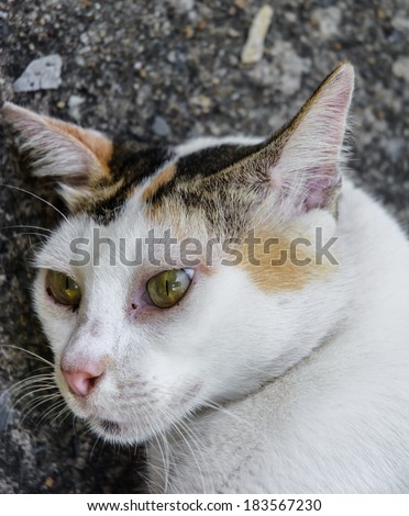 close up head single little cat on old concrete floor ground