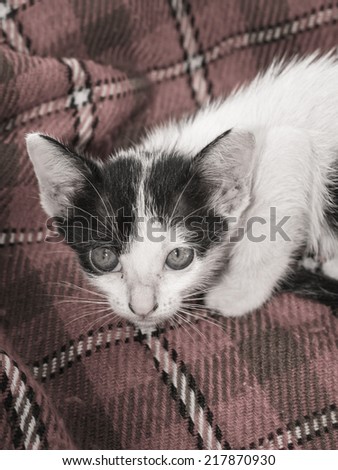 animal little kitten (thai cats) on textile pattern with retro filter