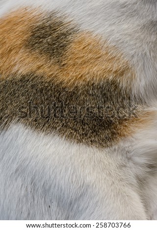 animal skin a cat in pattern background
