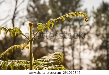 small plant ecology growth on mountain nature
