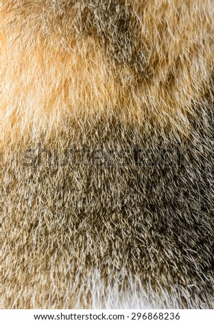 close up fur of cat pattern macro