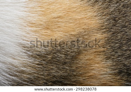 close up fur of cat wool pattern marco