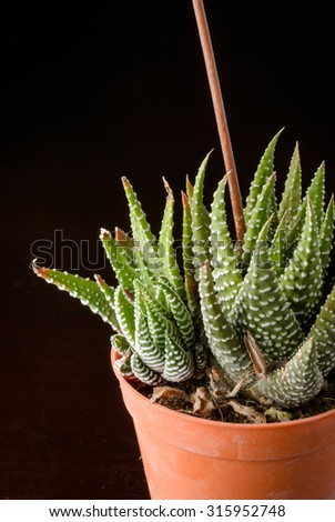 close up of small Succulent plant with flowerpot