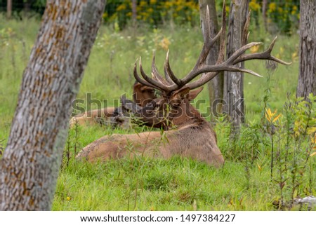  Strong Ekl, wapiti (Cervus canadensis) on the grass during rut. Stok fotoğraf © 
