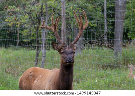 Young ekl - wapiti with antlers velvet ,wildlife and conservation area Stok fotoğraf © 