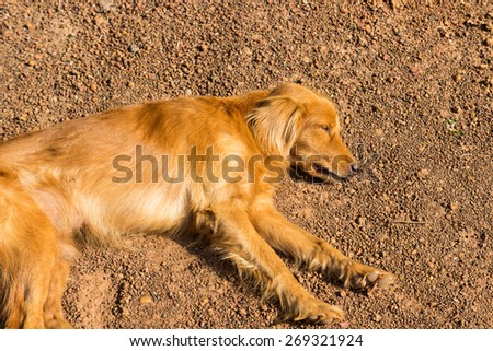 mongrel brown dog is sleeping on the ground