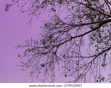branch and leaves with purple sky for abstract background