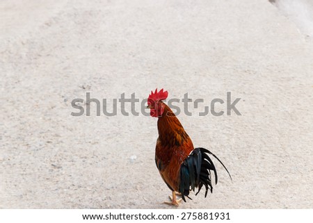 chicken lives freely in the farm in rural thailand