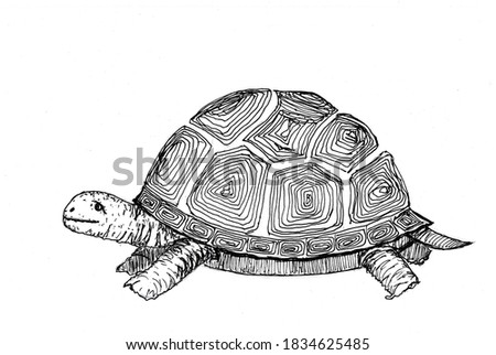 Turtle sketch for coloring book drawn with black pen. Freehand drawing illustration. Land animal. Hand drawn isolated on white background. Copy space.