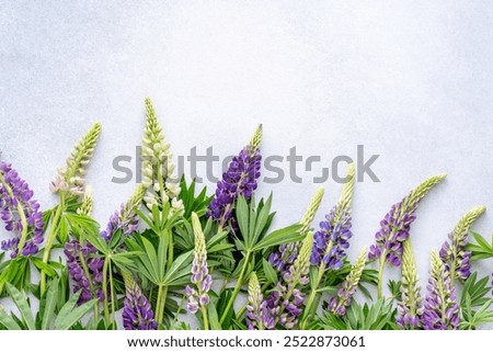 Image, Stock Photo lupin in flower Lupin