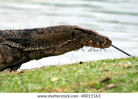 a banded monitor lizard