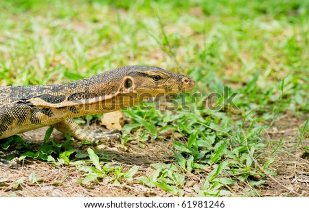 portrait of a banded monitor lizard (varanus salvator).