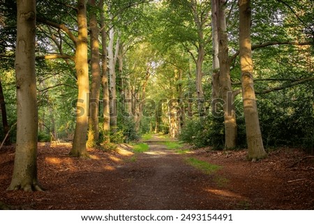 Similar – Image, Stock Photo forest path Forest