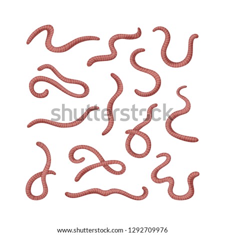 Collection of earthworms. Set of worms. Illustration of animal, nature, fishing, earth and ground. Colored flat icon, vector design.