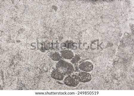 The dog \'s footprints on cement floor background