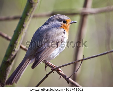 Songbird robin sitting on a branch in the forest