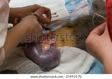Carrying out of operation, cesarean section of a cat