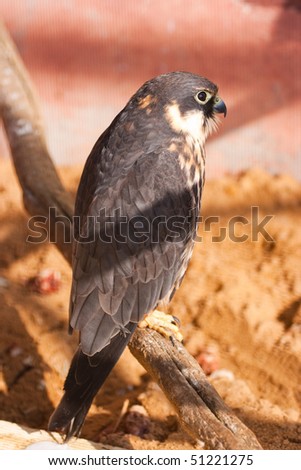 falcon (Falco peregrinus) sits on branch