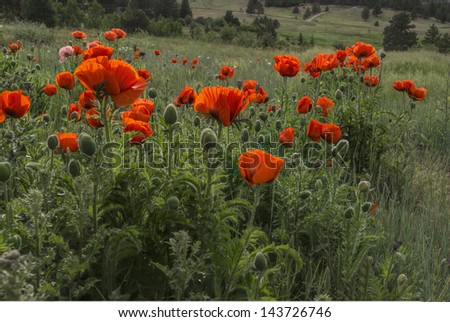 Poppy Field, a gathering of bright orange poppies growing wild in the Colorado mountains