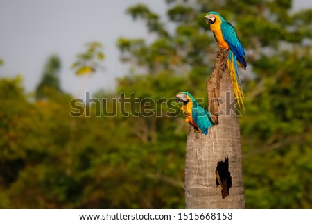 Similar – Foto Bild Papageien Pärchen sitzt nebeneinander auf einem Ast im Regenwald von Costa Rica