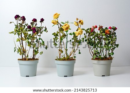 Similar – Image, Stock Photo three withered potted plants with tomatoes in front of urban facade