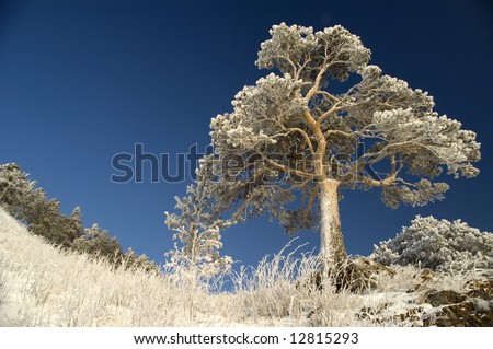 On a background of the light-blue sky a lonely tree in snow.
