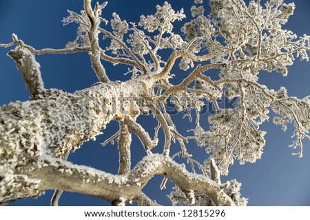 On a background of the light-blue sky a tree in snow.