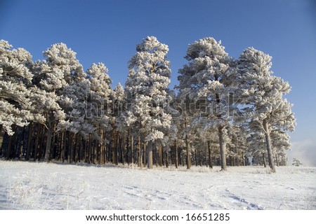 On a background of the light-blue sky there are a lot of trees in snow.
