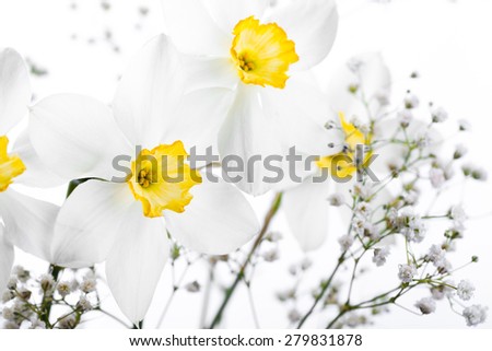 Spring floral border, beautiful fresh narcissus flowers, on white background