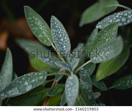 Similar – Foto Bild Salbeiblatt mit Wassertropfen