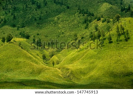 Green prairie landscape and couple of trees. Taken at Bromo Mountain, Tengger, east Java, Indonesia