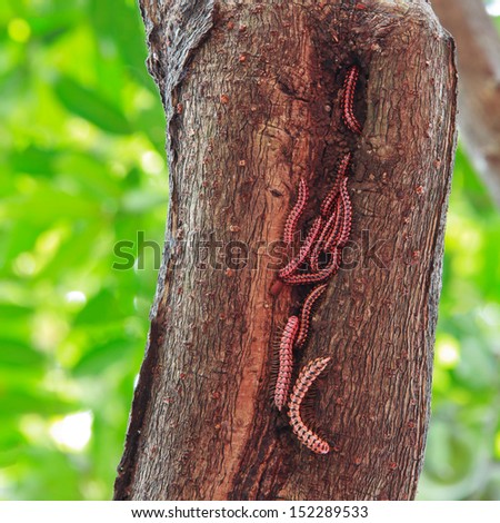 Common glow-worm lampyris noctiluca sitting on tree