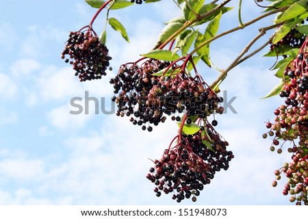 Ripe wild elderberries medicinal garden