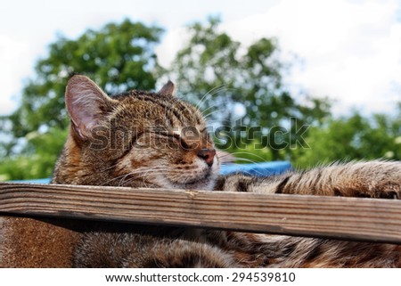 Fun cat resting lying in the garden