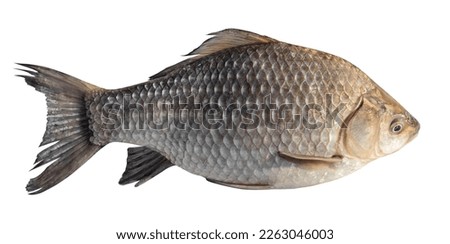 Similar – Image, Stock Photo whole fresh crucian fish with scales